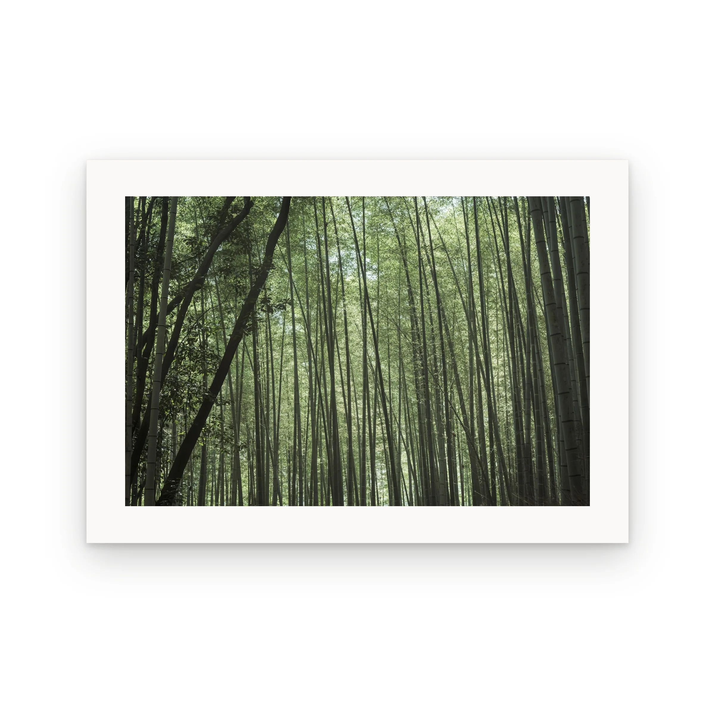 Bambu Forest