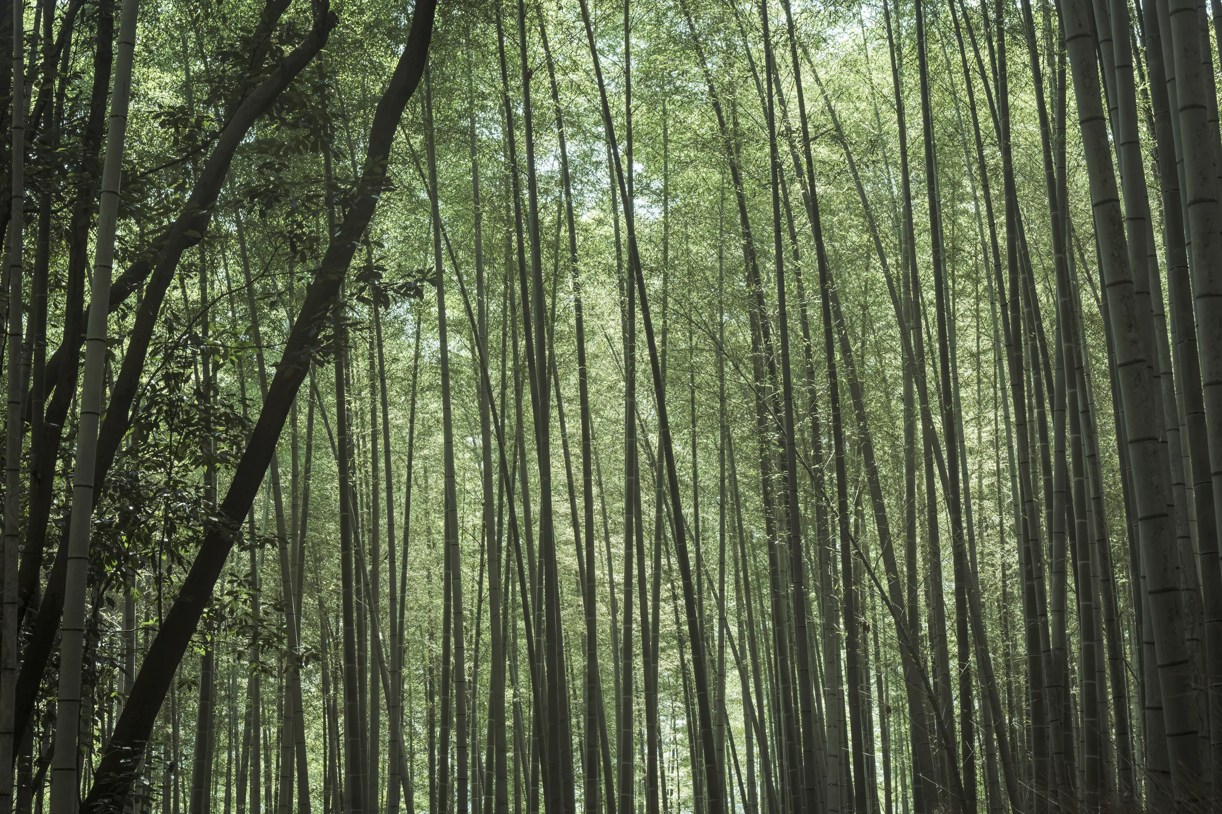 Bambu Forest